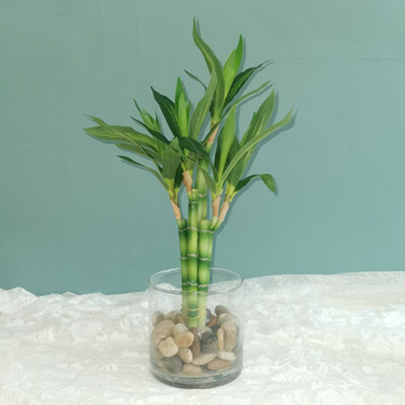 Aquarium Plant Nursery - Yeni 40 cm rFtificial Şanslı Bambu