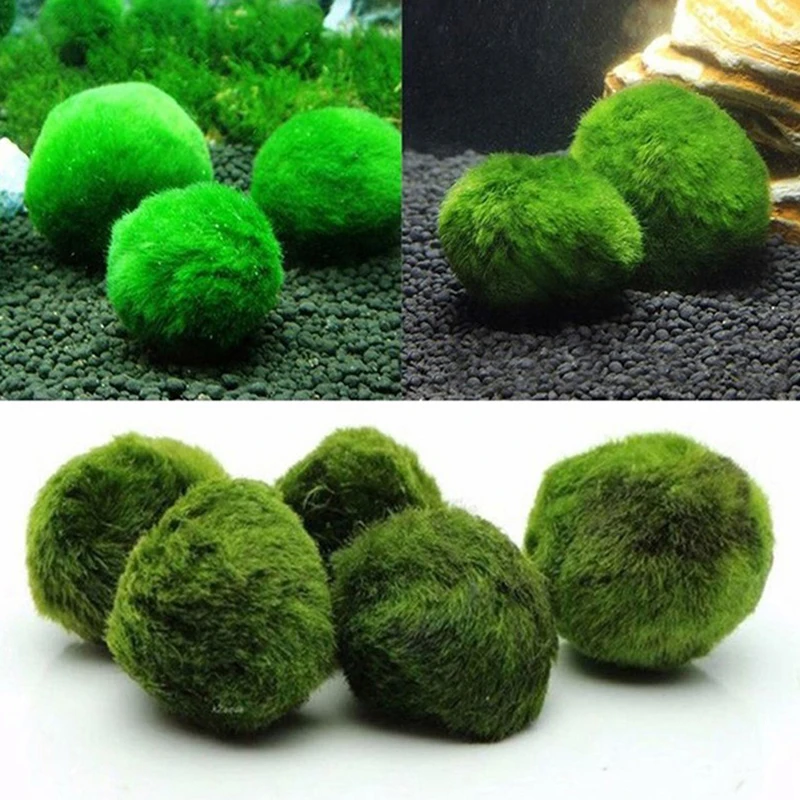 1 adet 3-4 cm Yosun Topları Ca - Planted Aquarium Maintenance incelemesi ve fiyatı