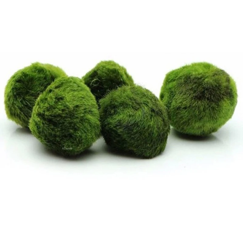 1 adet 3-4 cm Yosun Topları Ca - Planted Aquarium Maintenance incelemesi ve fiyatı