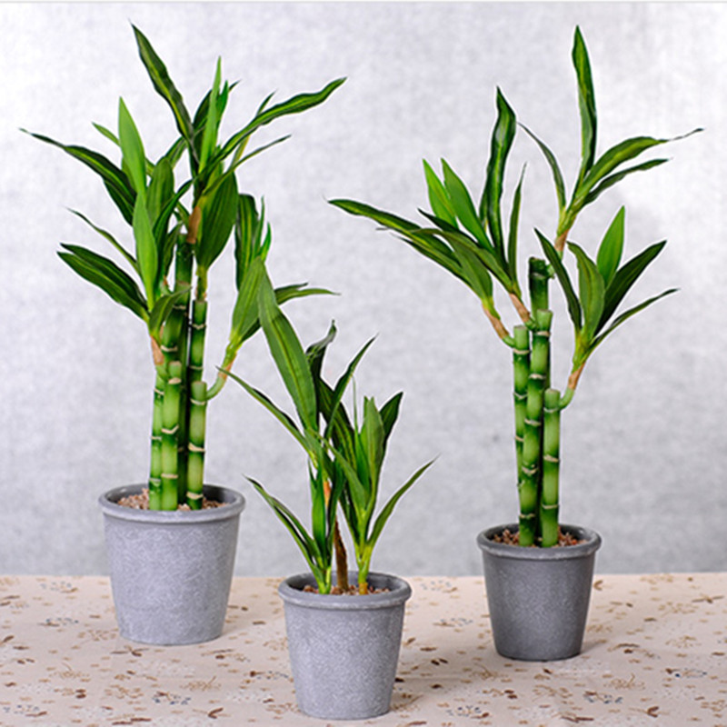 Yeni 40 cm rFtificial Şanslı B - Aquarium Plant Nursery incelemesi ve fiyatı