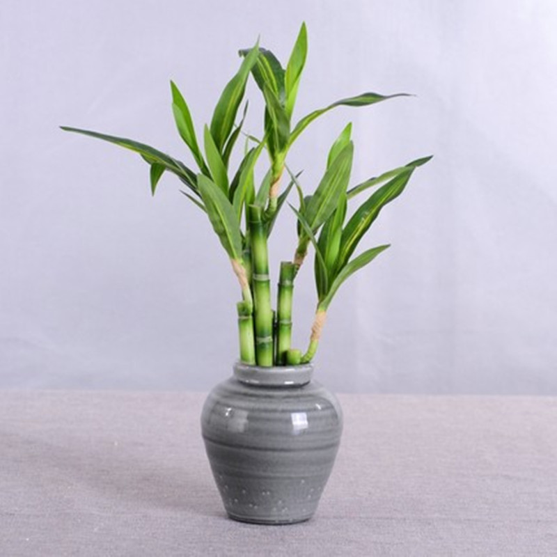 Yeni 40 cm rFtificial Şanslı B - Aquarium Plant Nursery incelemesi ve fiyatı