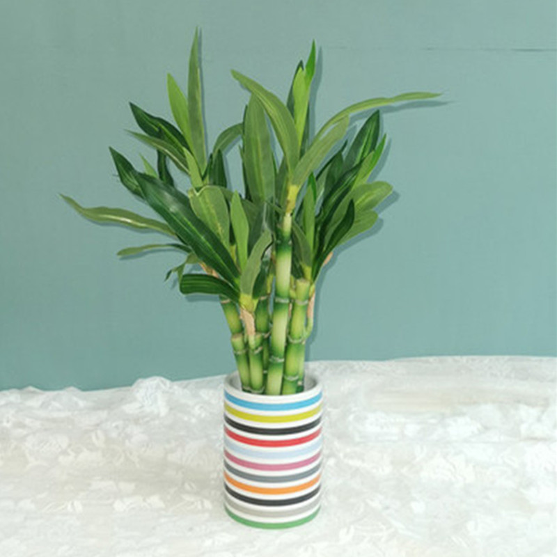 Yeni 40 cm rFtificial Şanslı B - Aquarium Plant Nursery incelemesi ve fiyatı