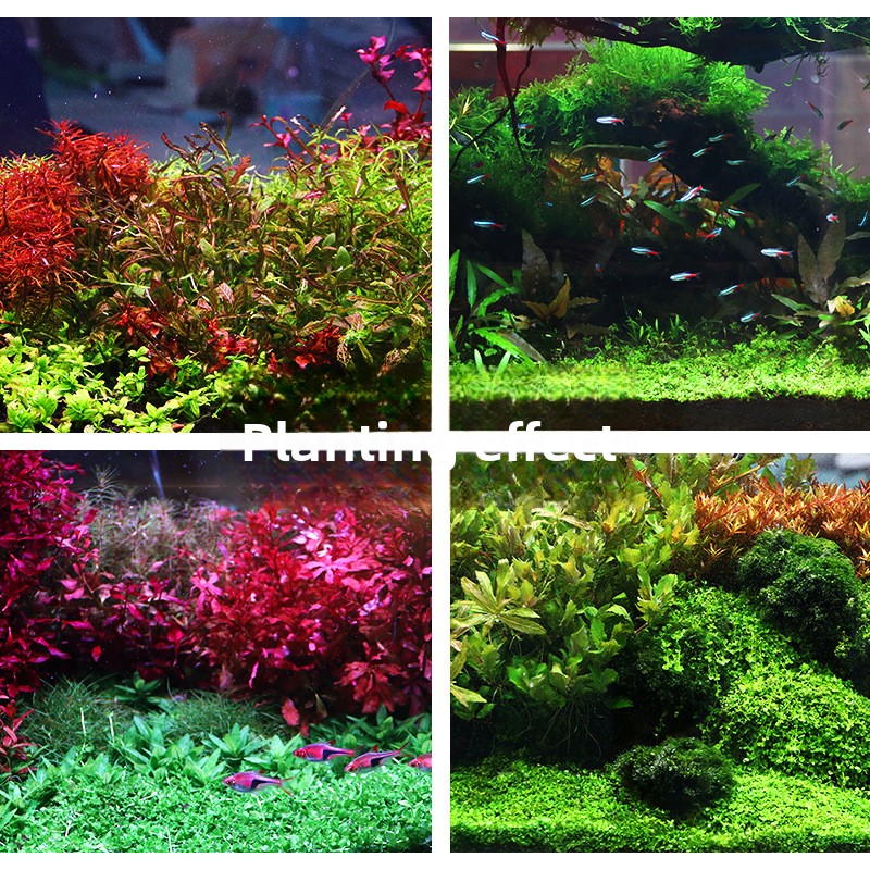 SYSENCIAGA Dikilmiş Akvaryum S - Aquarium Planted Sand incelemesi ve fiyatı