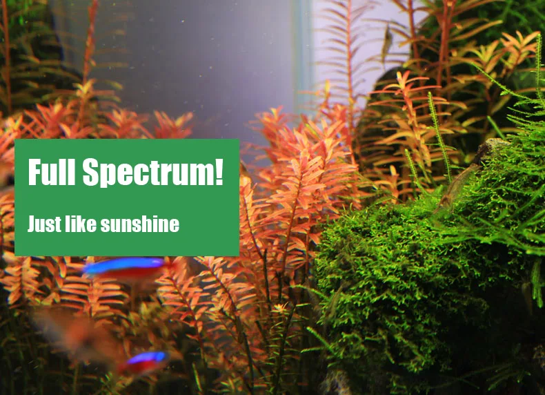 Spirürler C Serisi ADA Tarzı B - Aquarium Plant Growth incelemesi ve fiyatı