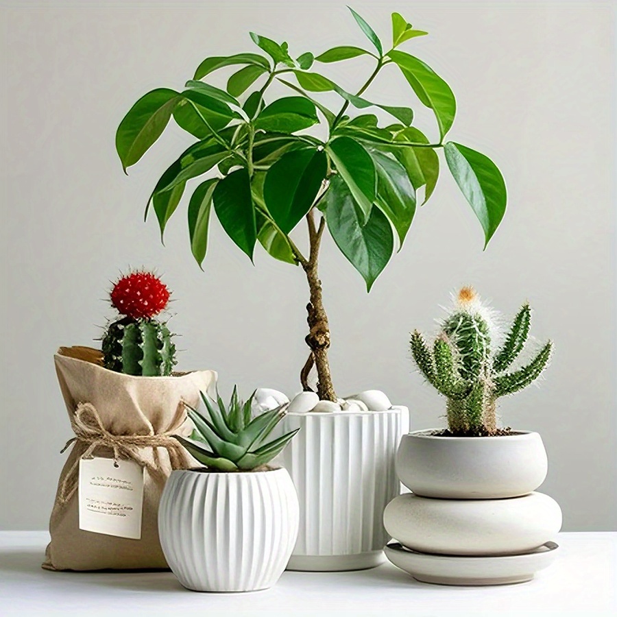 200/400g Beyaz Yüksek Parlaklı - Aquarium Plant Nursery incelemesi ve fiyatı