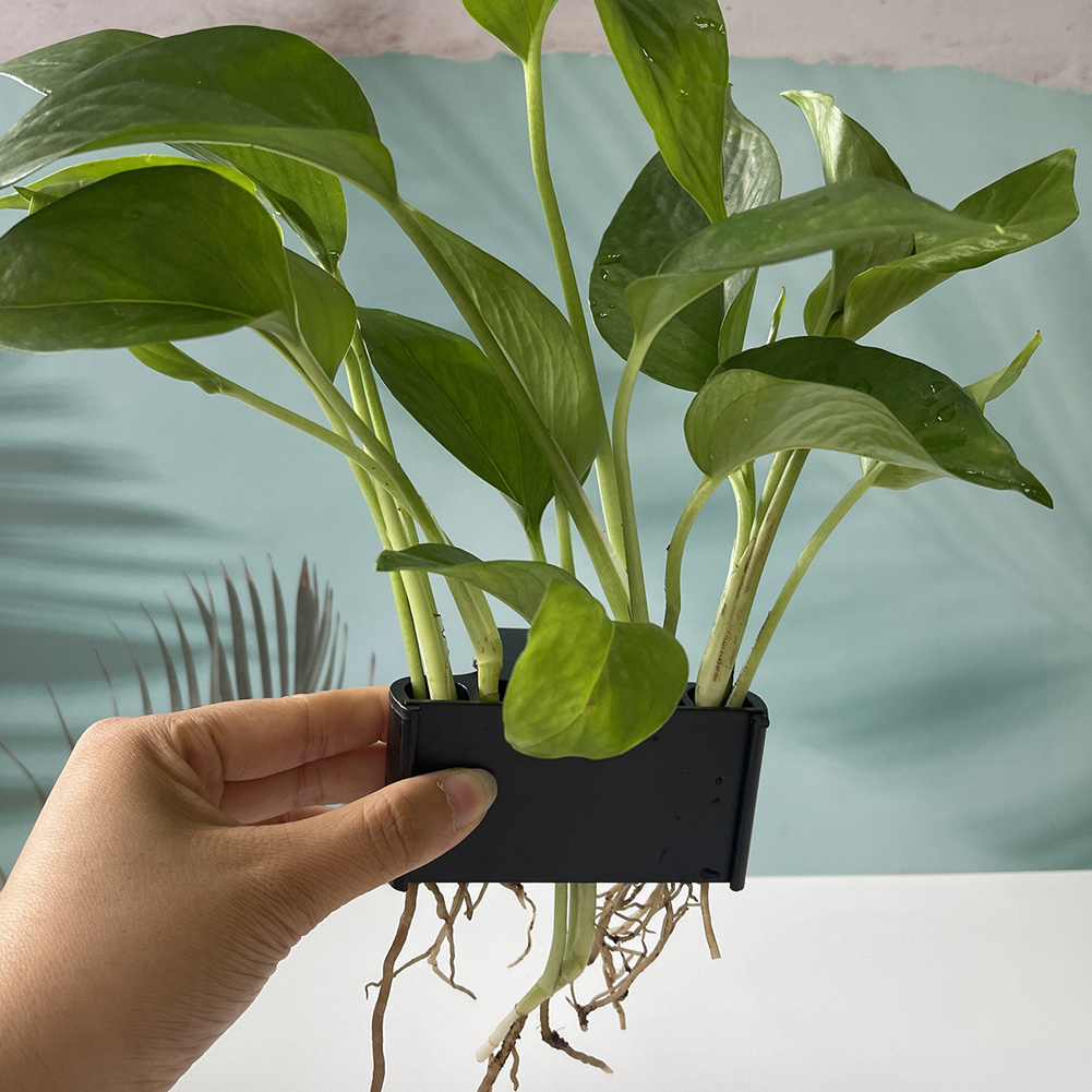 Asma Kancalı Akvaryum Bitki Tu - Planted Aquarium Maintenance incelemesi ve fiyatı