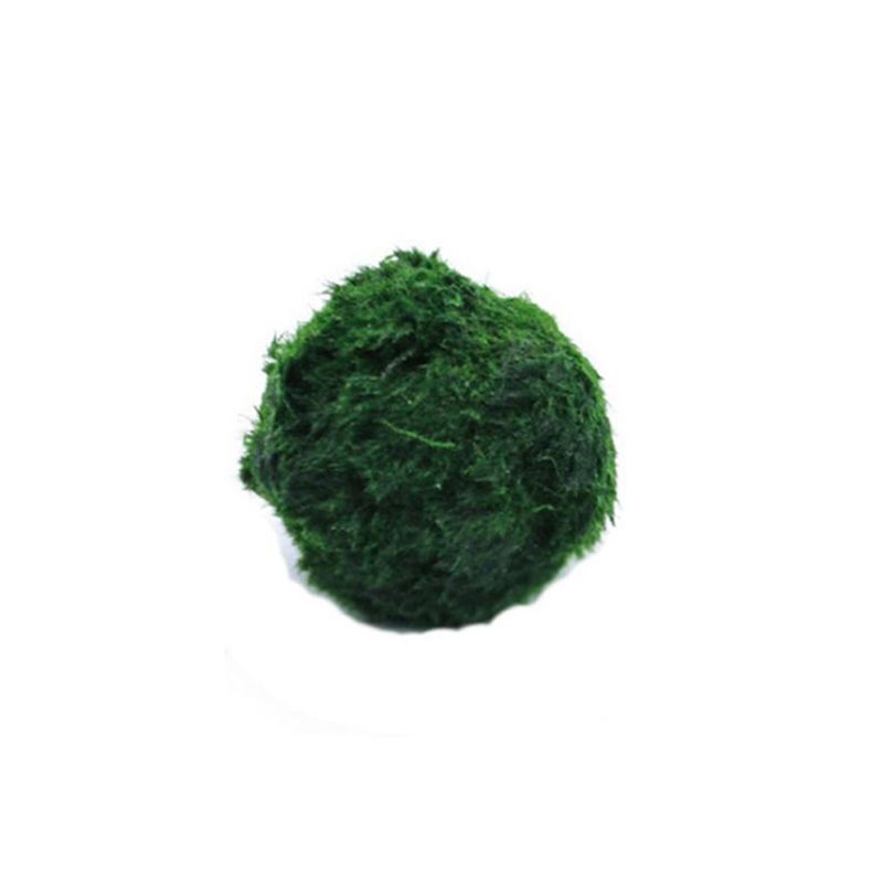 Marimo Yosun Topları Canlı Akv - Planted Aquarium Maintenance incelemesi ve fiyatı