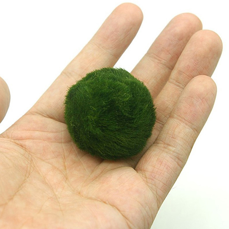 Marimo Yosun Topları Canlı Akv - Planted Aquarium Maintenance incelemesi ve fiyatı