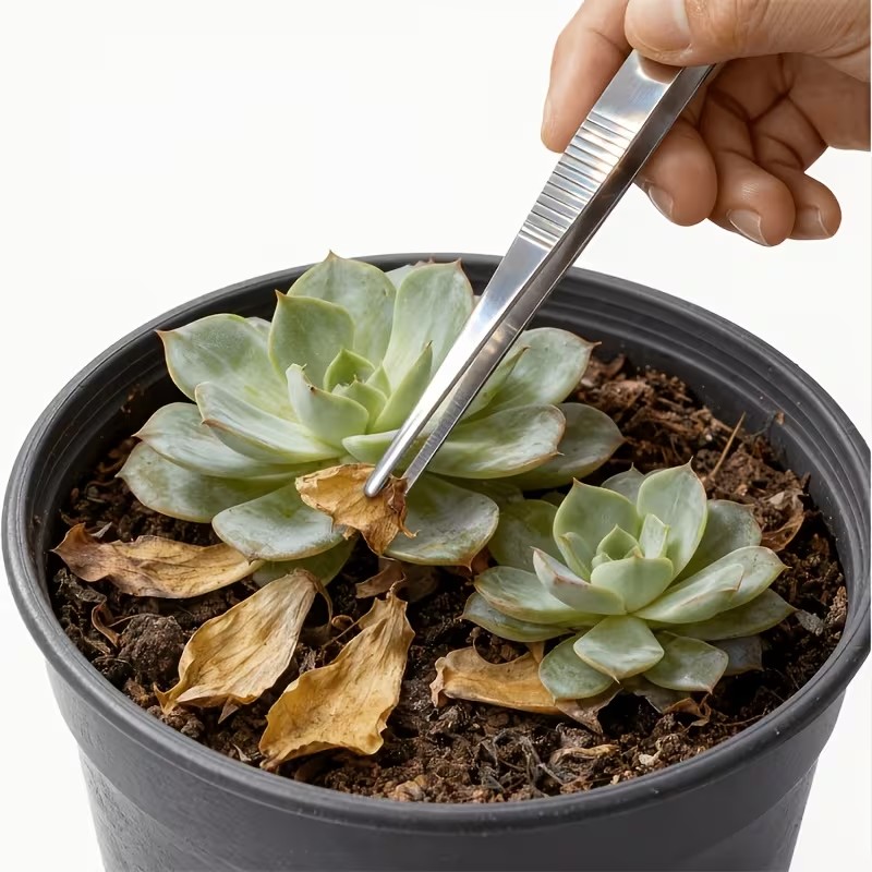 2 adet 20cm Paslanmaz Çelik Cı - Planted Aquarium Tips incelemesi ve fiyatı