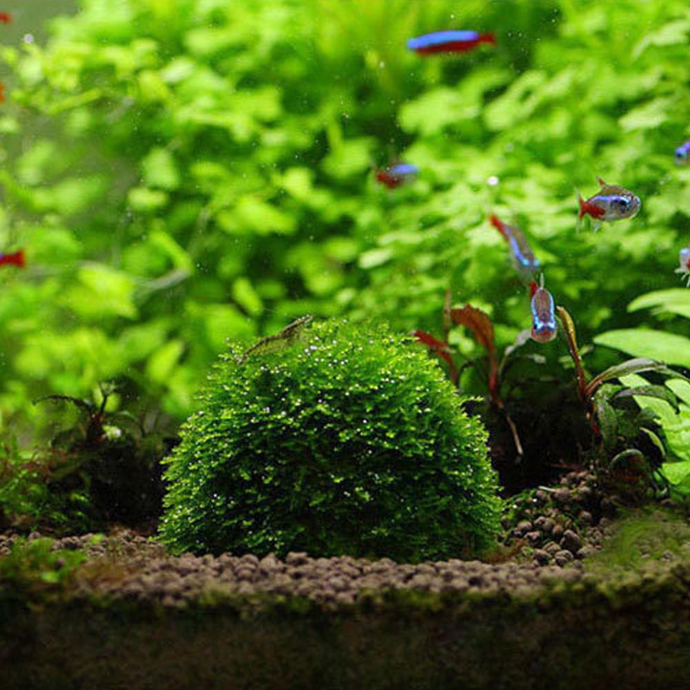 Akvaryum Dekorasyon Bitkileri  - Aquarium Plant Red incelemesi ve fiyatı