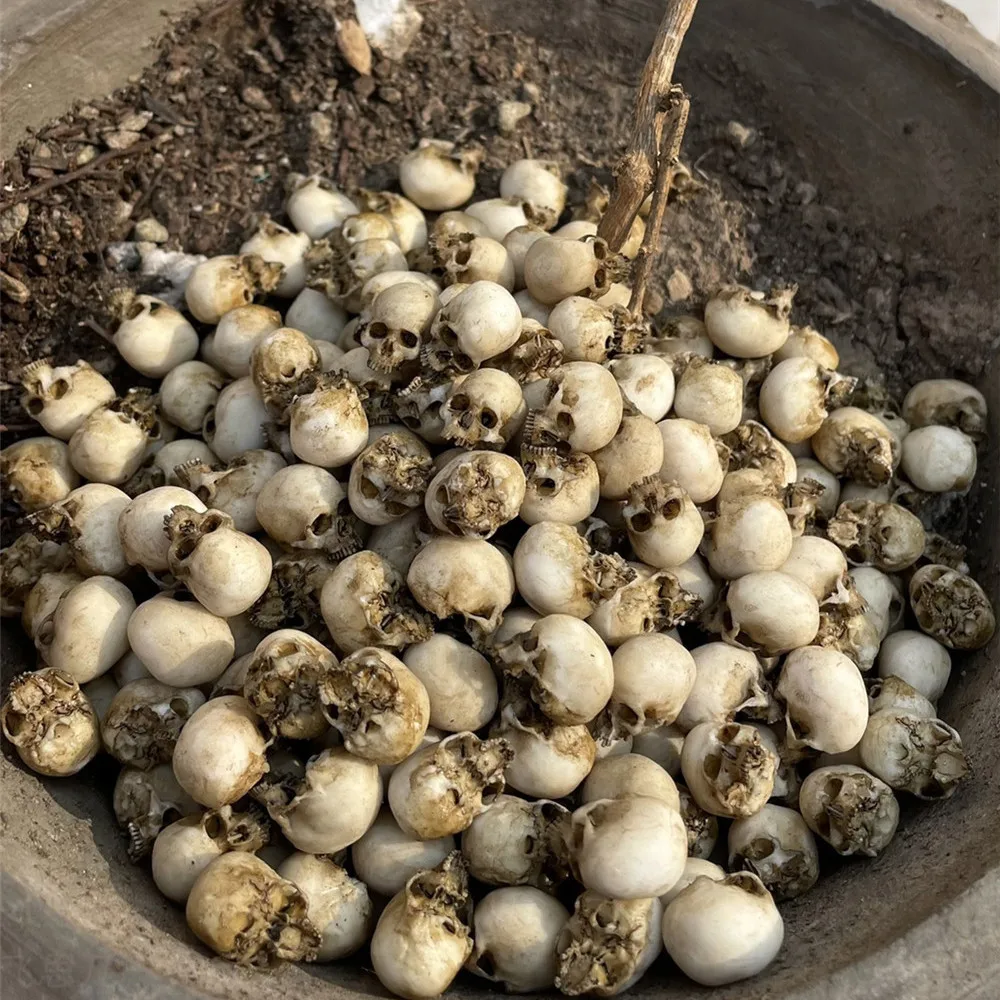 Mini Kafatası Yüksek Kaliteli  - Aquarium Plant Nursery incelemesi ve fiyatı