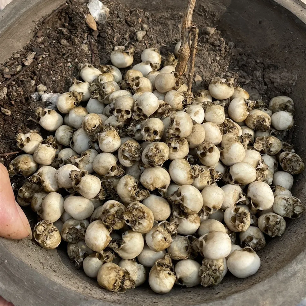 Mini Kafatası Yüksek Kaliteli  - Aquarium Plant Nursery incelemesi ve fiyatı