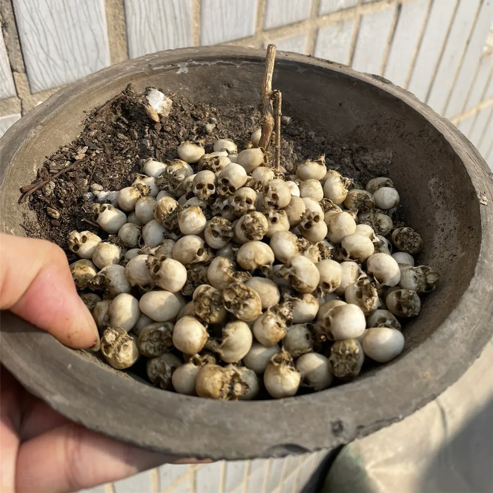 Mini Kafatası Yüksek Kaliteli  - Aquarium Plant Nursery incelemesi ve fiyatı