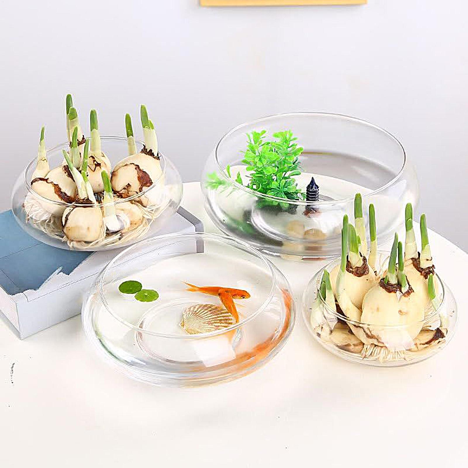 Balık Cam Kase Büyük Hidroponi - Planted Aquarium For Goldfish incelemesi ve fiyatı