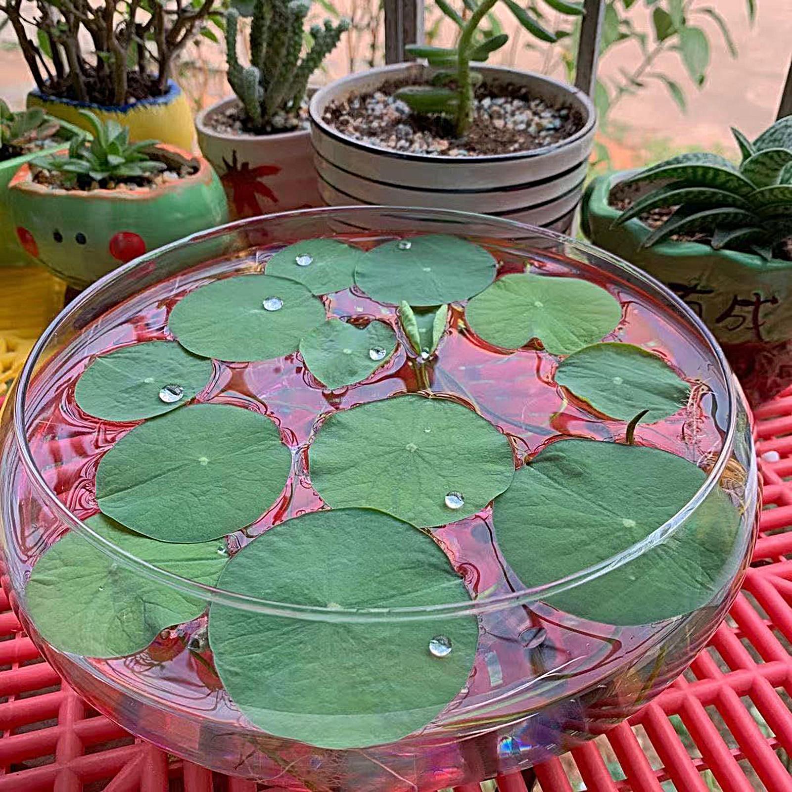 Balık Cam Kase Büyük Hidroponi - Planted Aquarium For Goldfish incelemesi ve fiyatı