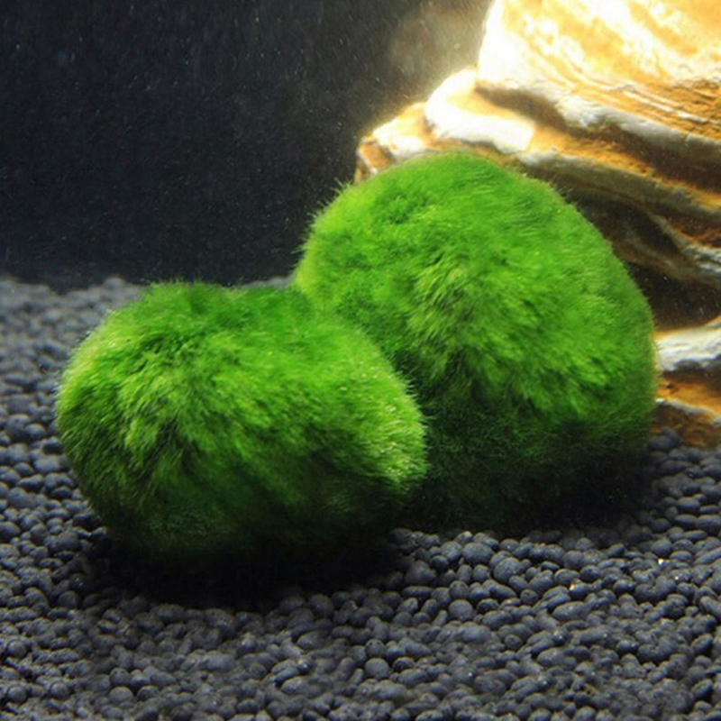Canlı Marimo Yosun Topları 3-4 - Planted Aquarium Maintenance incelemesi ve fiyatı