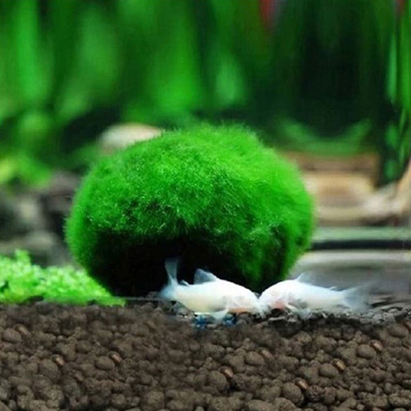 Canlı Marimo Yosun Topları 3-4 - Planted Aquarium Maintenance incelemesi ve fiyatı